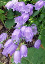 Bell Flower