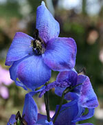Delphinium