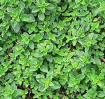 Marjoram
