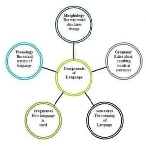 components of language
