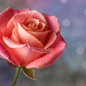 contoh Decriptive Text (Thing/ benda) Rose