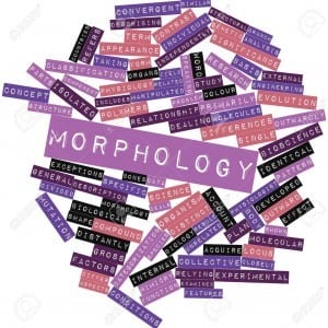 Linguistic: Morphology Penjelasan Beserta Contohnya Dalam Bahasa Inggris