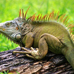 Iguanas Kumpulan Nama Binatang Dalam Bahasa Inggris A-Z lengkap Dengan Gambar