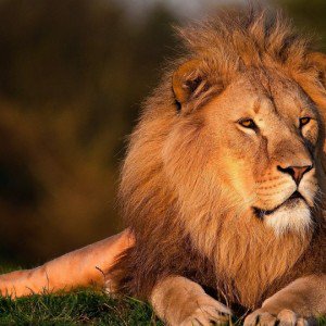 Lion Kumpulan Nama Binatang Dalam Bahasa Inggris A-Z lengkap Dengan Gambar