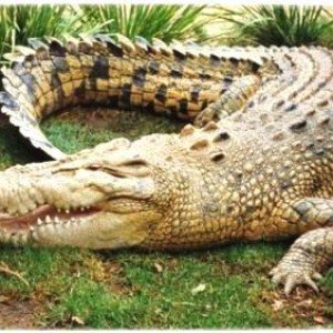 crocodile- 100 Nama Binatang Dalam Bahasa Inggris A-Z lengkap Dengan Gambar