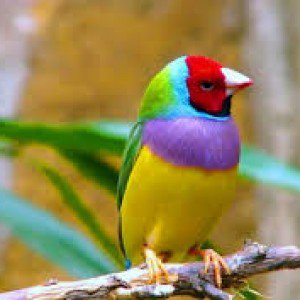 finch-100 Nama Binatang Dalam Bahasa Inggris A-Z lengkap Dengan Gambar