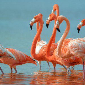 flamingo-100 Nama Binatang Dalam Bahasa Inggris A-Z lengkap Dengan Gambar