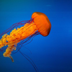 jellyfish Kumpulan Nama Binatang Dalam Bahasa Inggris A-Z lengkap Dengan Gambar