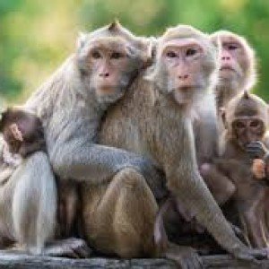 monkey -Kumpulan Nama Binatang Dalam Bahasa Inggris A-Z lengkap Dengan Gambar