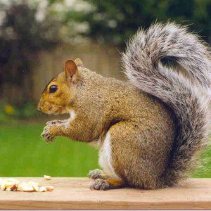 squirrel Kumpulan Nama Binatang Dalam Bahasa Inggris A-Z lengkap Dengan Gambar