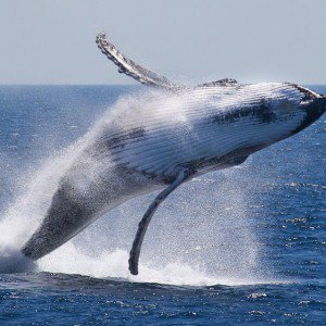 whale Kumpulan Nama Binatang Dalam Bahasa Inggris A-Z lengkap Dengan Gambar