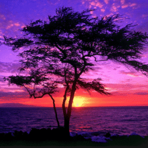 wonderful sunset