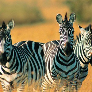 zebra Kumpulan Nama Binatang Dalam Bahasa Inggris A-Z lengkap Dengan Gambar