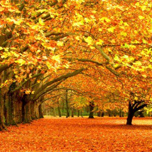 Autumn Kumpulan Musim (Season) Dalam Bahasa Inggris Dan Penjelasan Lengkapnya