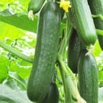 Cucumber