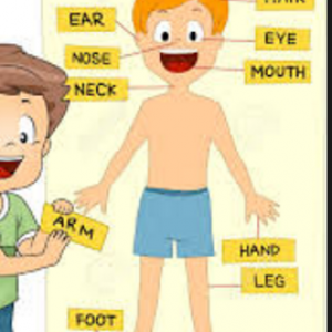 Parts of Body