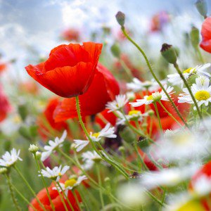 Spring Kumpulan Musim (Season) Dalam Bahasa Inggris Dan Penjelasan Lengkapnya