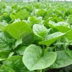 spinach
