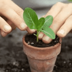 plan, Plane and plant