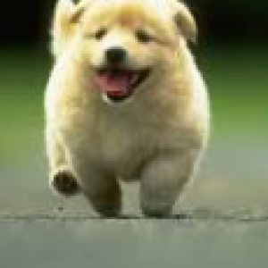 Anjing