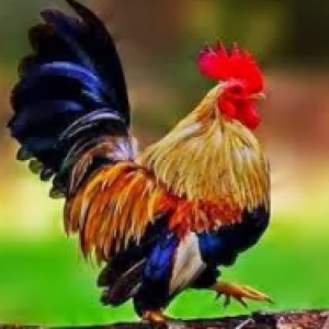 Ayam