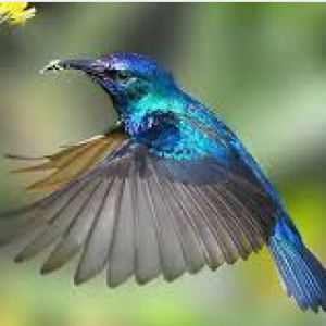 Burung
