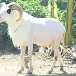 Domba