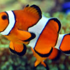 Ikan