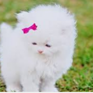Kucing