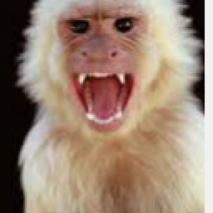 Monyet