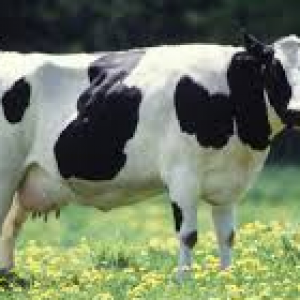 Sapi