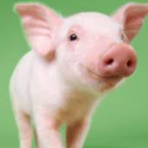 babi