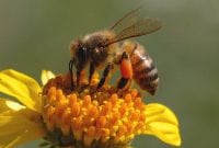 honeybee