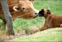 The Dog and The Cows