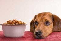 dog-food.jpg.653x0_q80_crop-smart