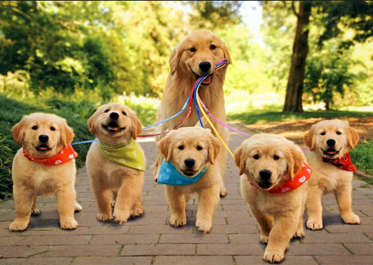 Perbedaan Kata Dog Dan Puppy Penjelasan Lengkap Dan Contoh Kalimatnya