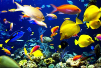 fish