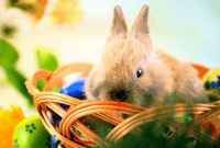 A Happy Bunny: Pengertian Dan Contoh Kalimatnya Dalam Bahasa Inggris
