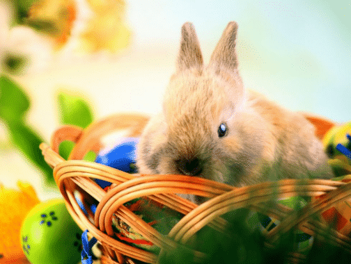 A Happy Bunny: Pengertian Dan Contoh Kalimatnya Dalam Bahasa Inggris
