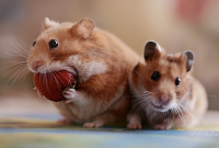 Mice VS Mouse: Perbedaan Dan Pengertiannya Dalam Bahasa Inggris