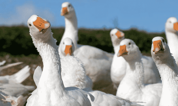 Goose Vs Geese: Pengertian Dan Perbedaannya Yang Wajib Diketahui